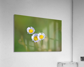 DSC 0696 Acrylic Print