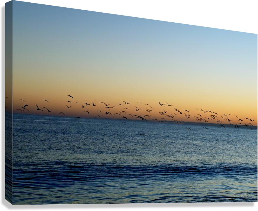 Morning Flight Canvas Print