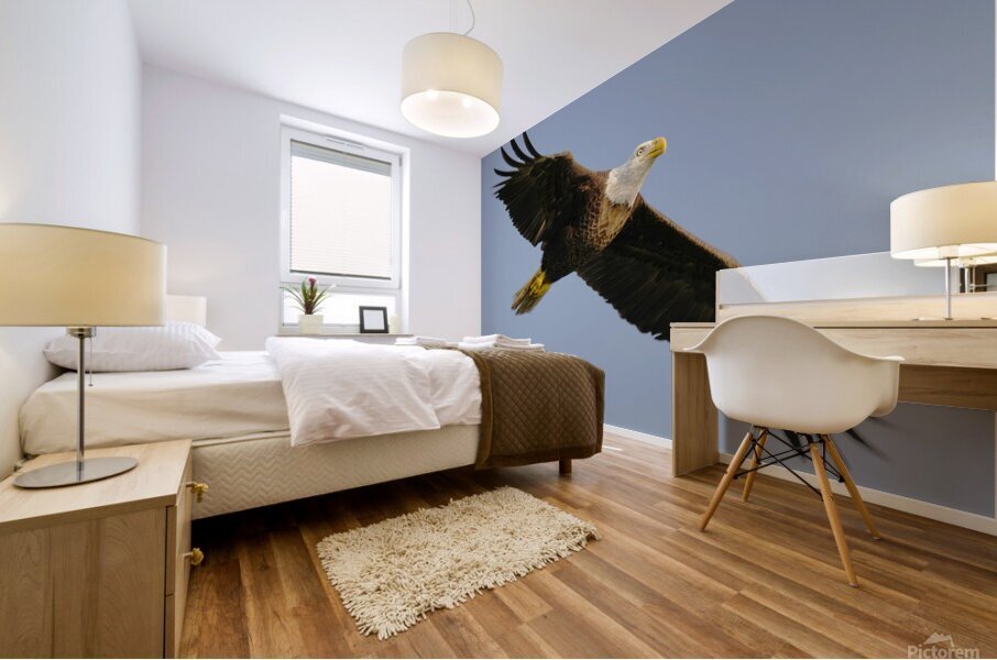 Bald Eagle Flight Mural print