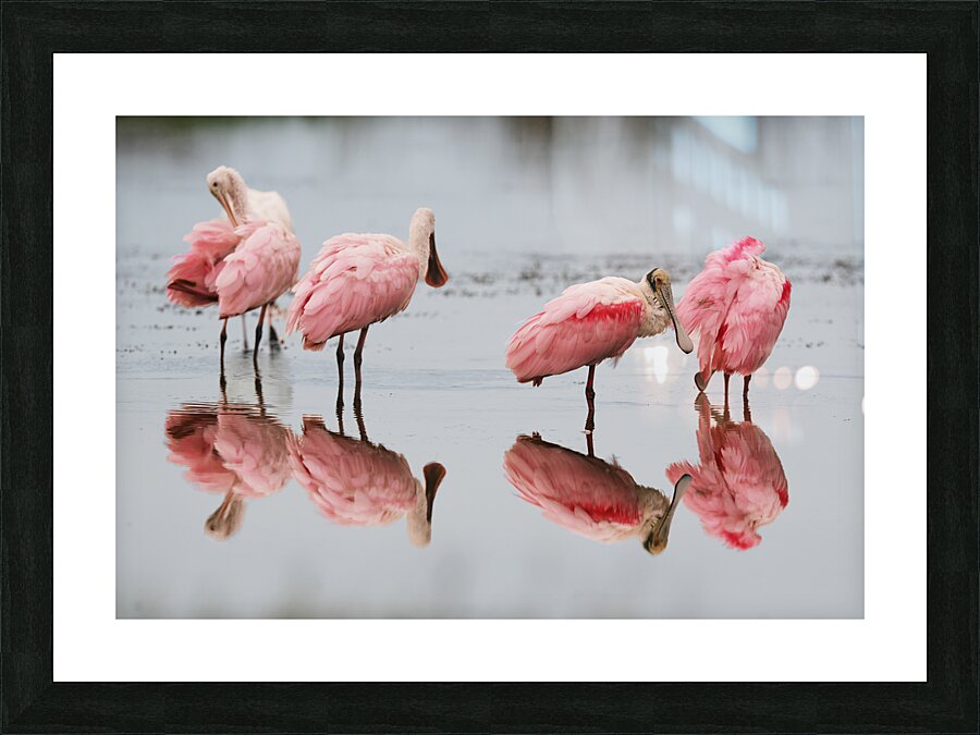 Roseate Spoonbills reflection Picture Frame print