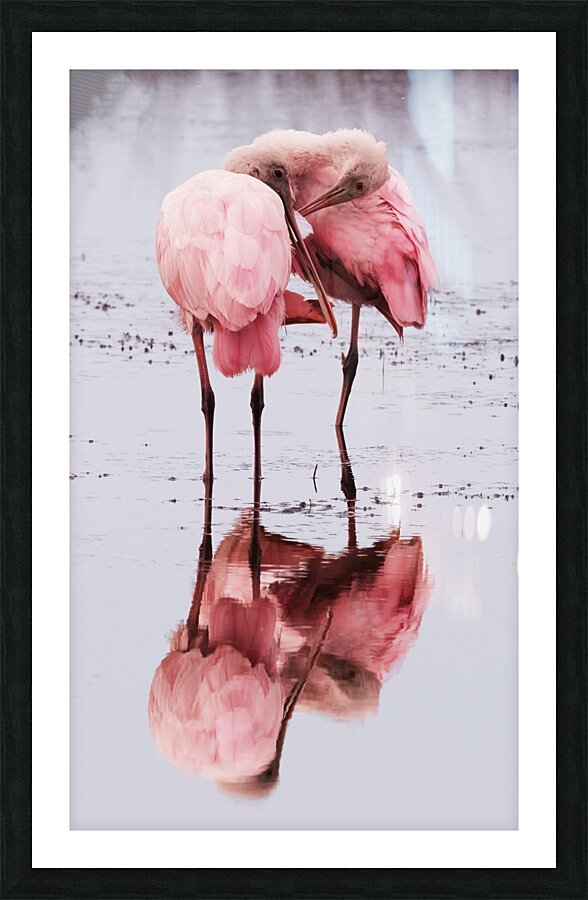 Spoonbills Picture Frame print