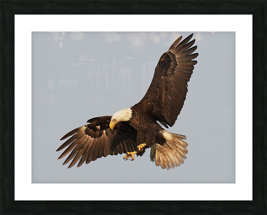 bald328243 Picture Frame print