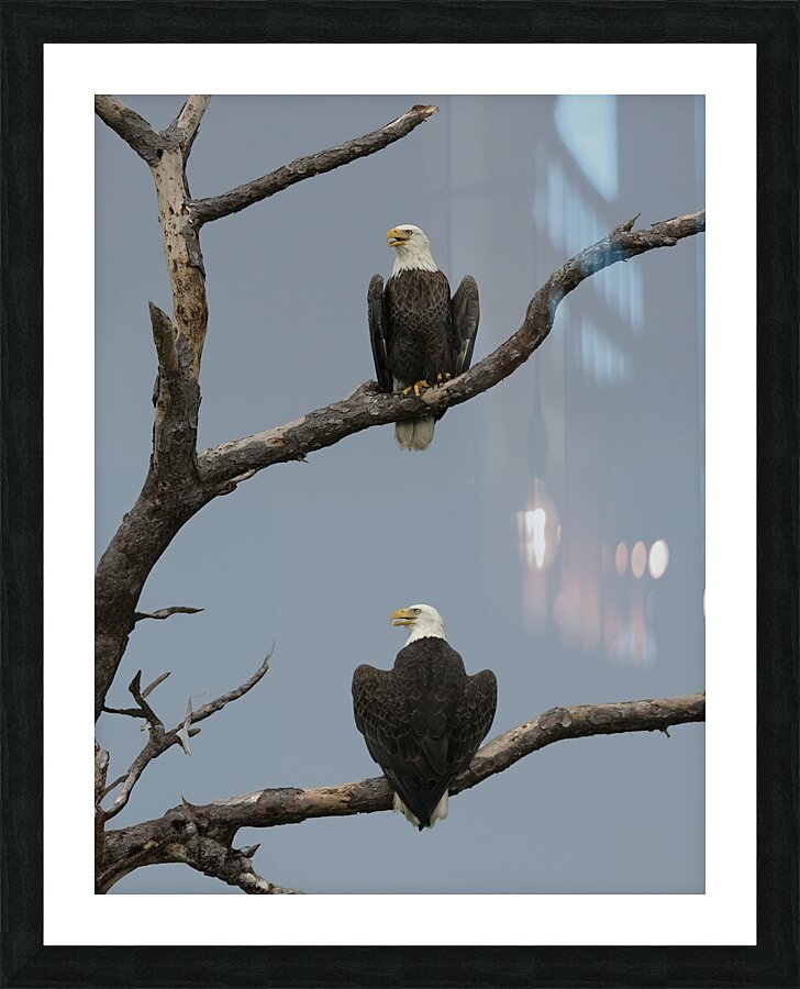 Bald Eagles Couple Picture Frame print