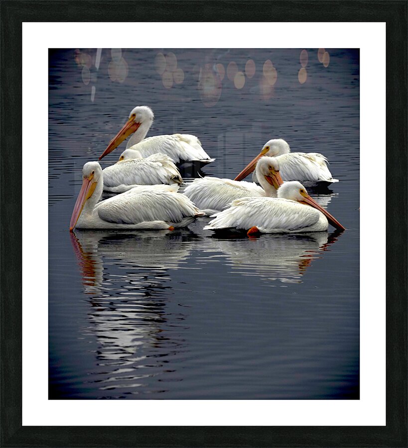 pelicans22924 Picture Frame print