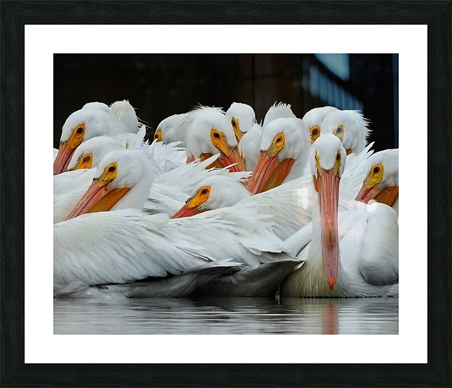 pelicans closeup Picture Frame print