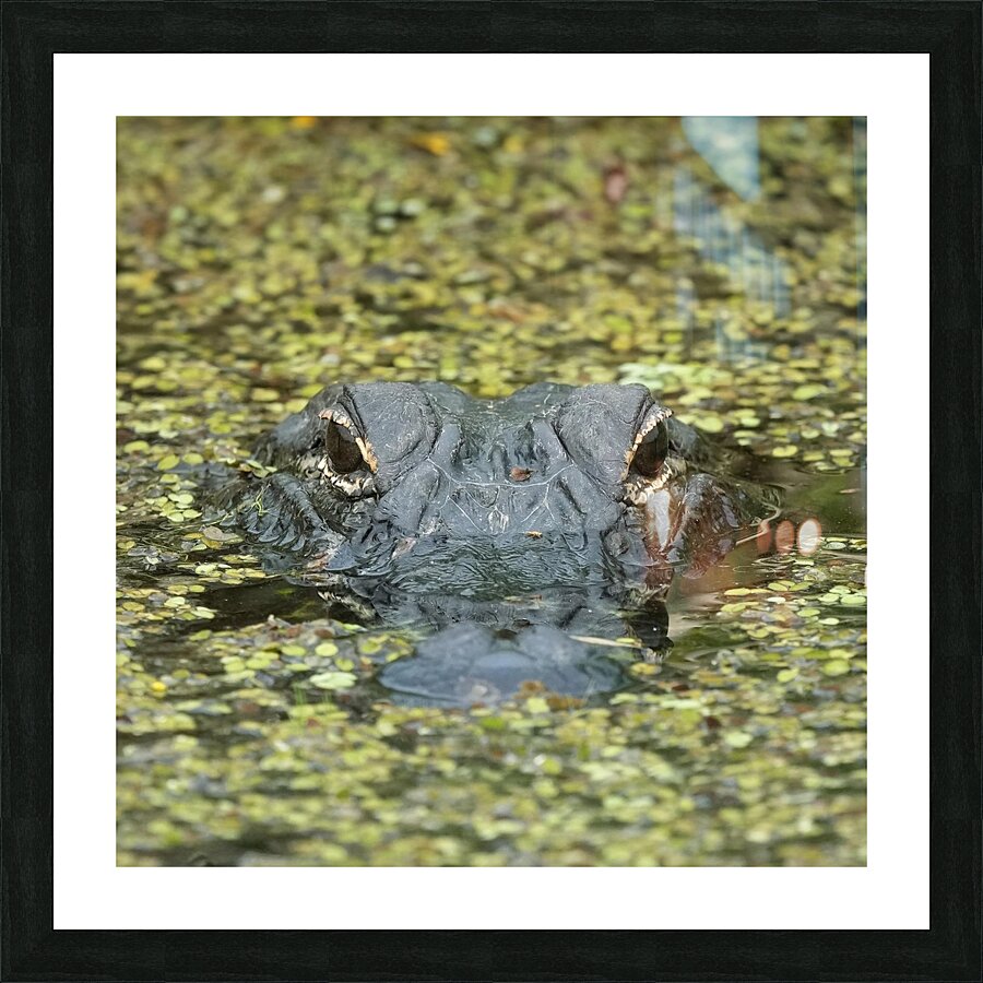 Gator  Picture Frame print