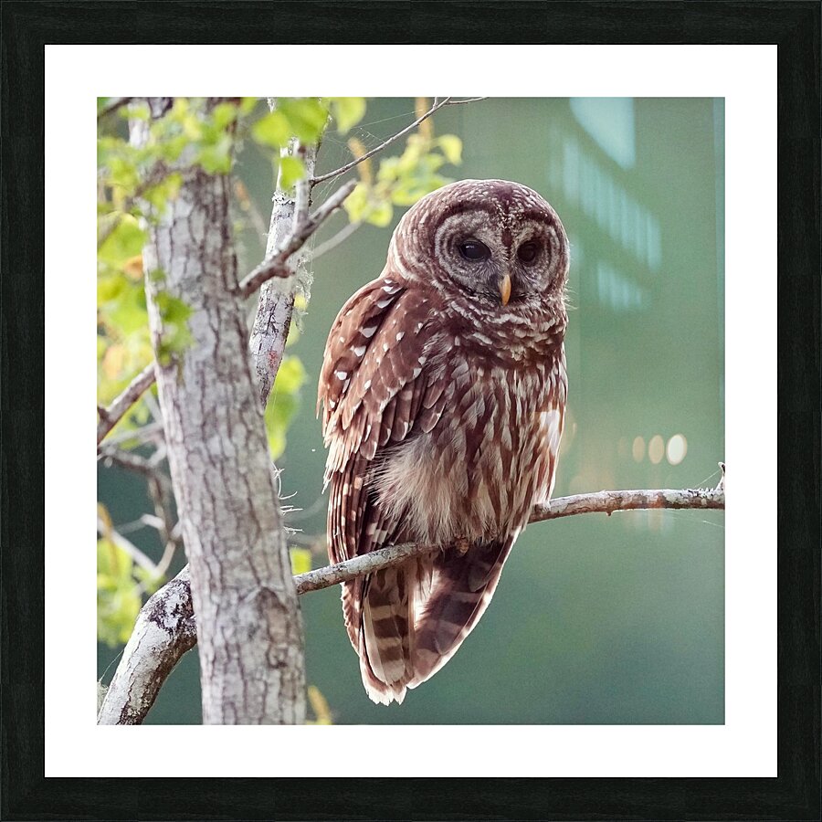 Barred Owl Picture Frame print