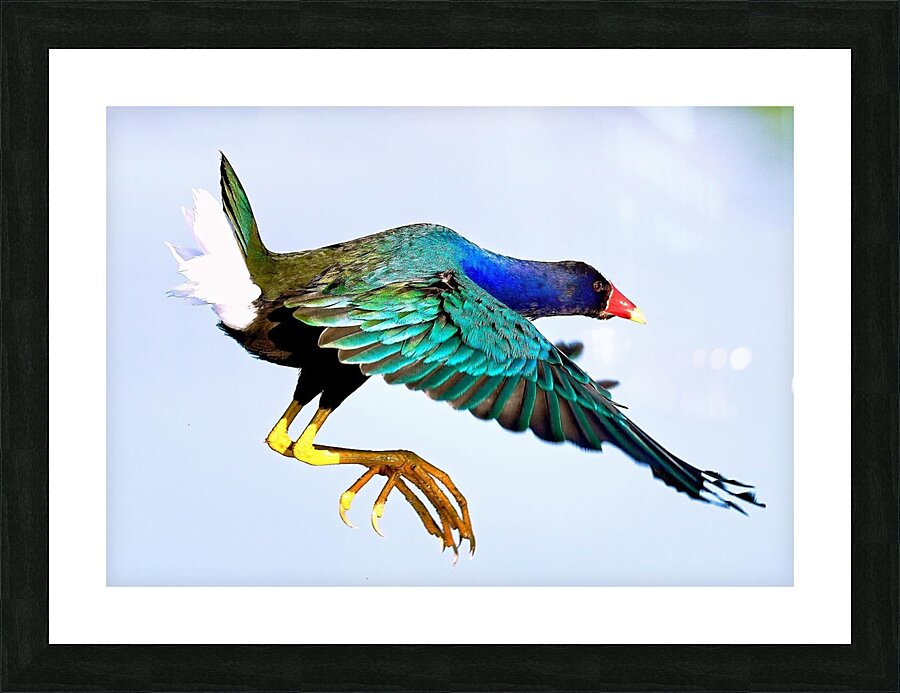 All the colors Picture Frame print