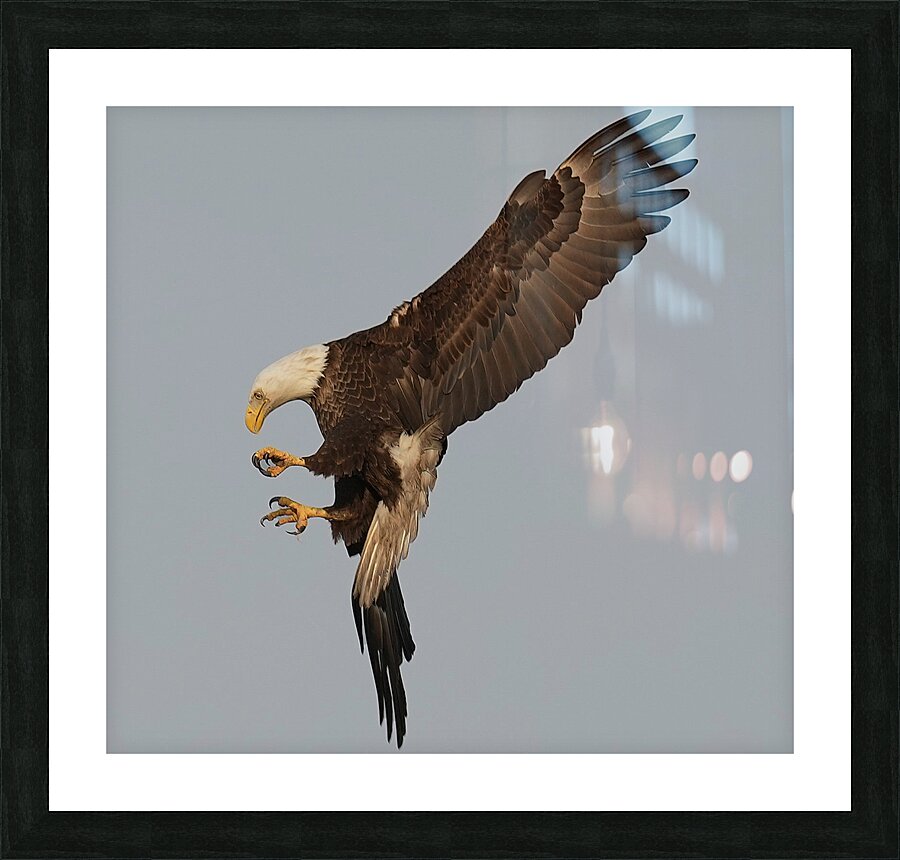 Bald Eagle  Picture Frame print