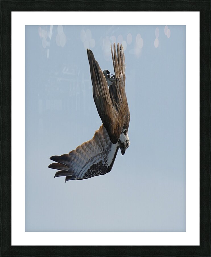 Diving Picture Frame print