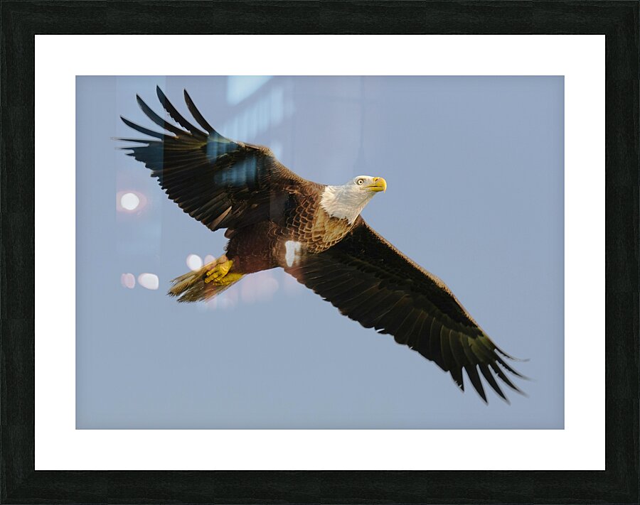 Bald Eagle Flight Picture Frame print