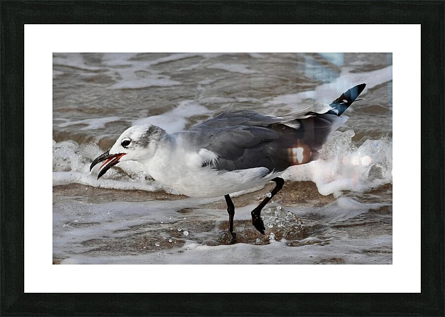Seagull Picture Frame print