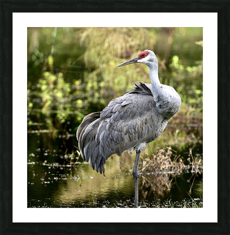 Sandhill crane Picture Frame print