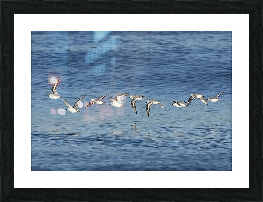 In flight Picture Frame print