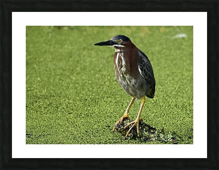 greenheronstanding Picture Frame print
