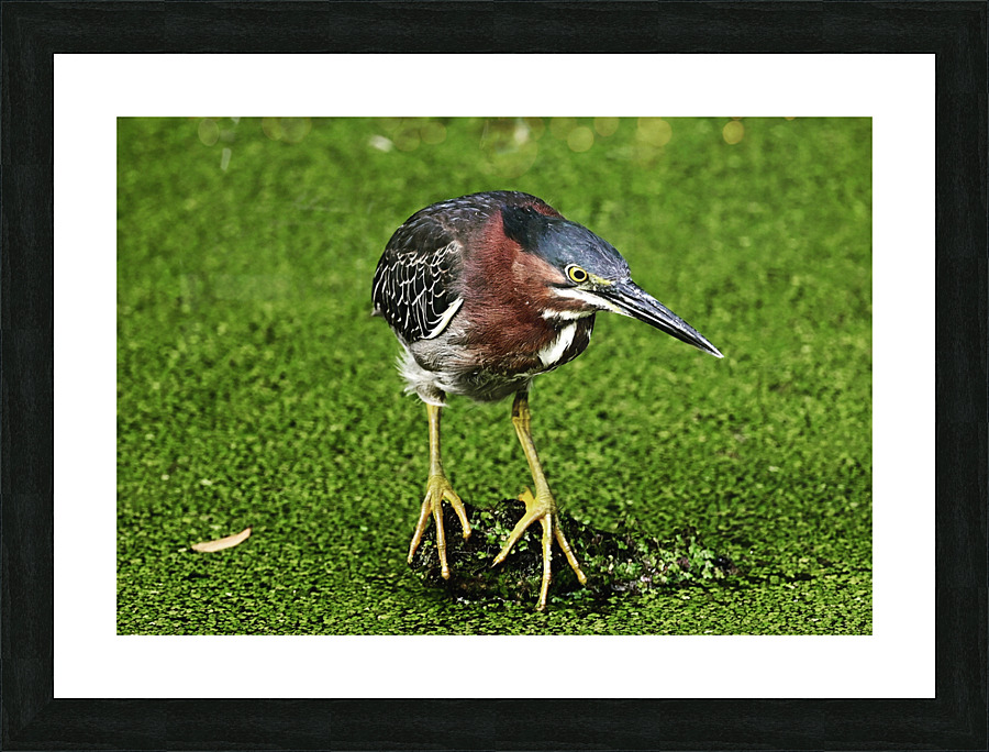 greenheron Picture Frame print