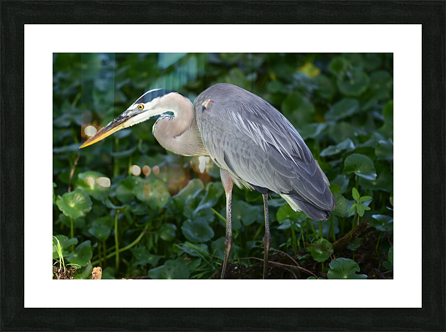greatblueheronlarge Picture Frame print