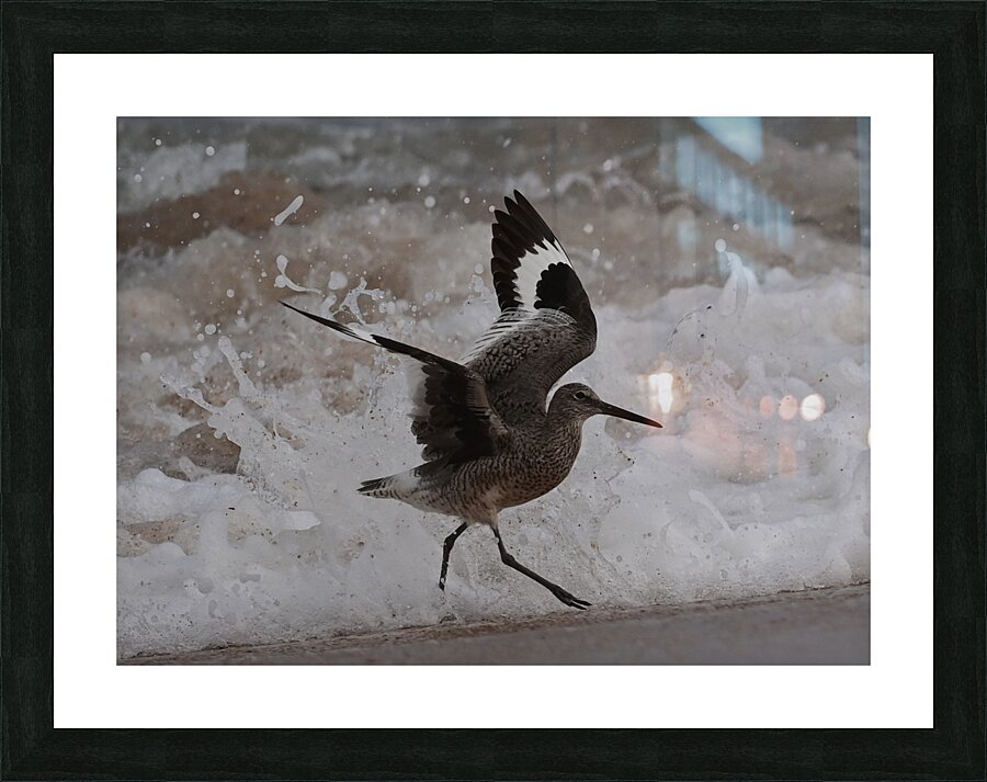 Sandpiper Dance Picture Frame print