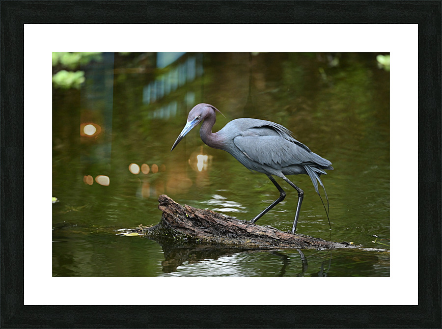 tricoloredsmaller Picture Frame print