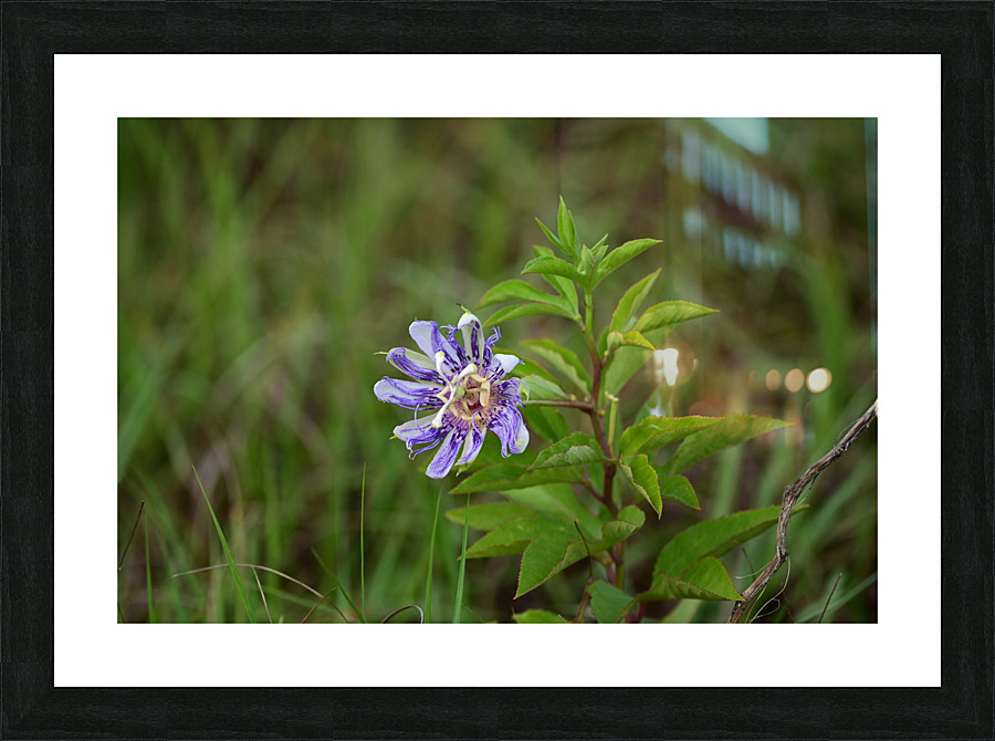 WildFlowerPurple Picture Frame print