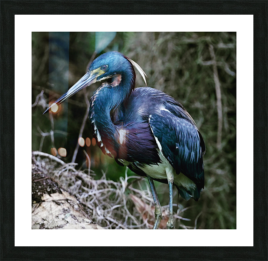 Tri-colored heron large Picture Frame print