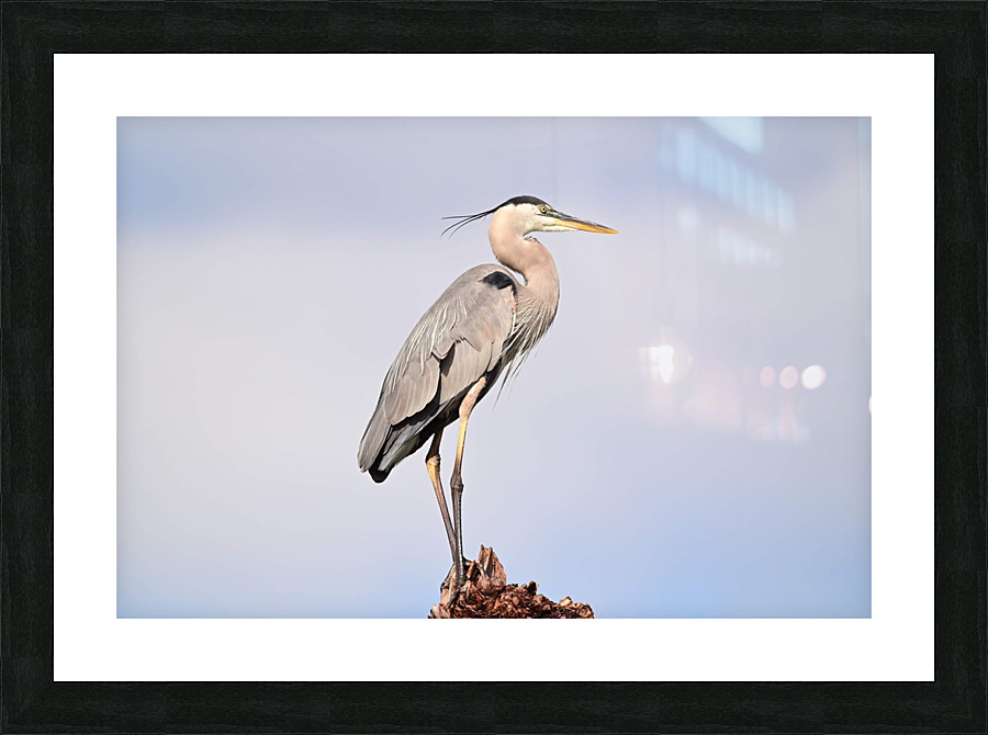 GreatBlueHeron Picture Frame print
