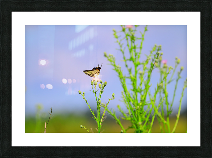 butf2 Picture Frame print