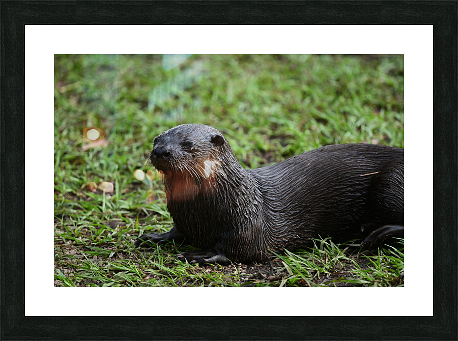 otter2428 Picture Frame print