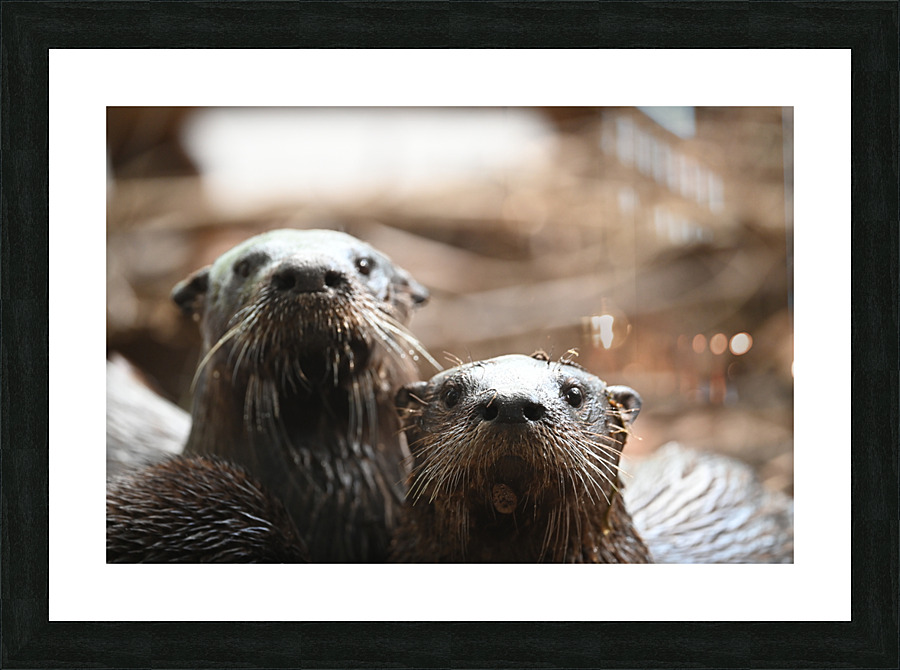 otters Picture Frame print