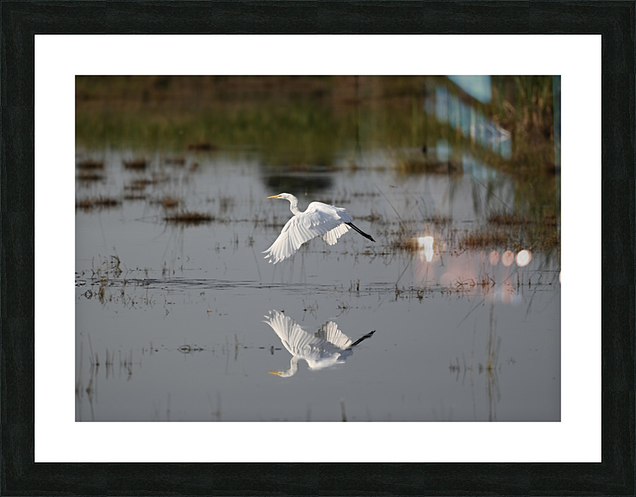 WhiteEgretWaterReflection Picture Frame print