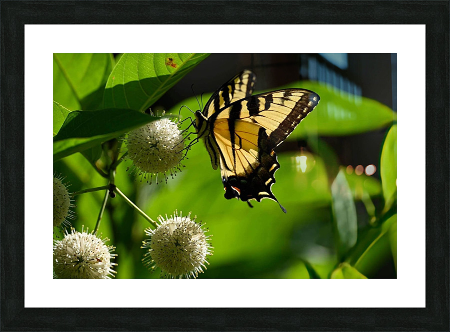 ButterflyButtonBush1 Picture Frame print