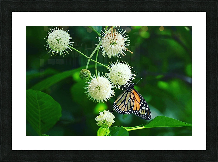 ButterflyButtonBush2 Picture Frame print