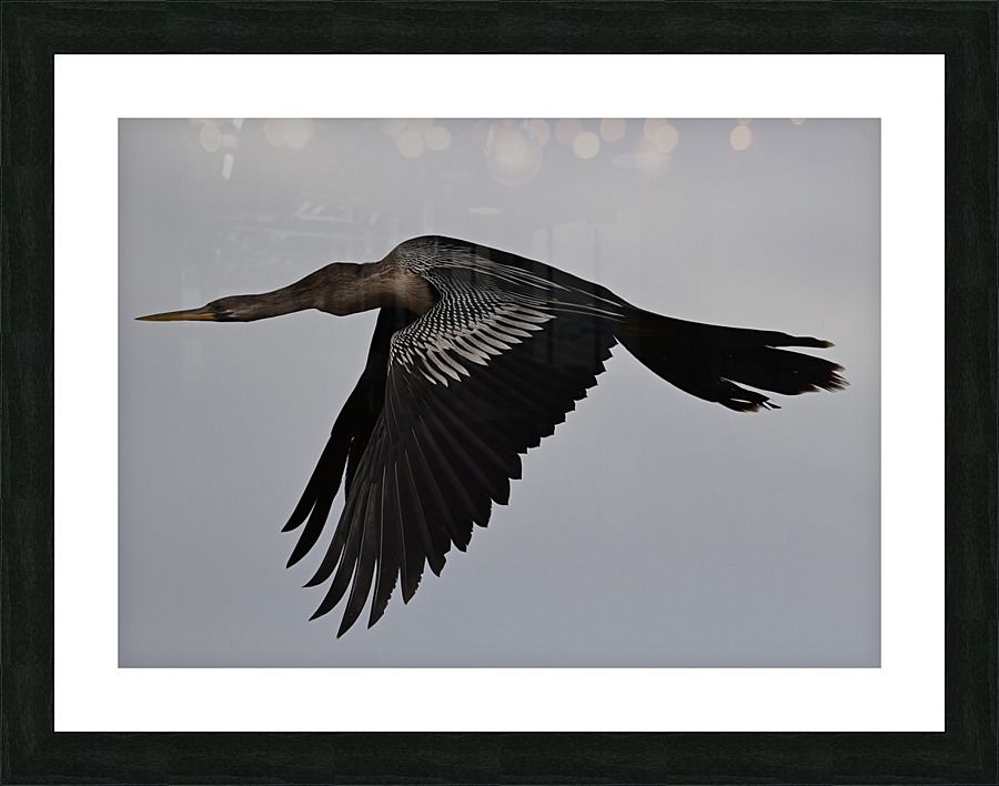 DSC 2506 Picture Frame print