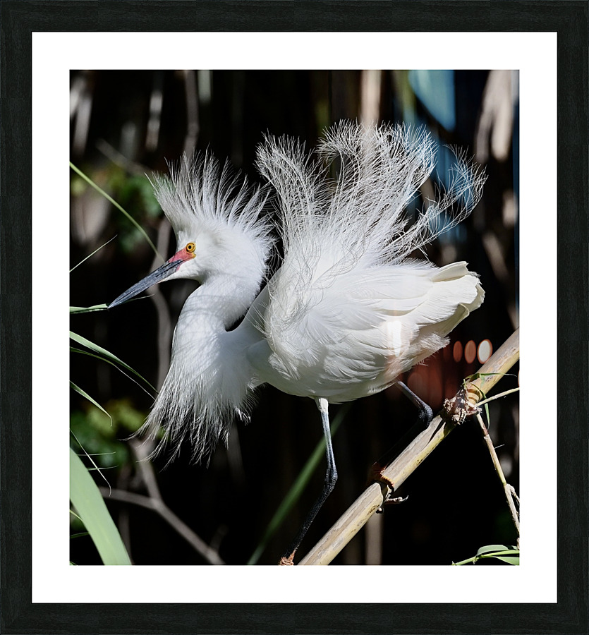 DSC 2952 Picture Frame print
