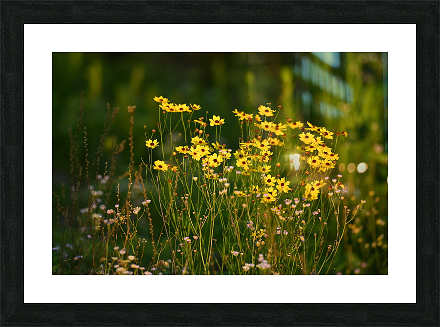 DSC 4603 Picture Frame print