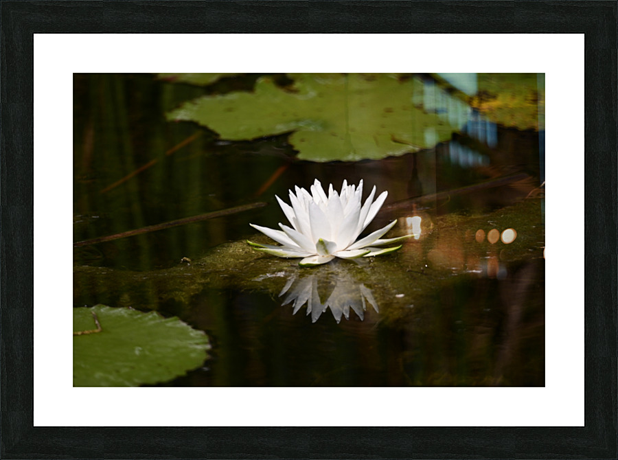DSC 6219 Picture Frame print