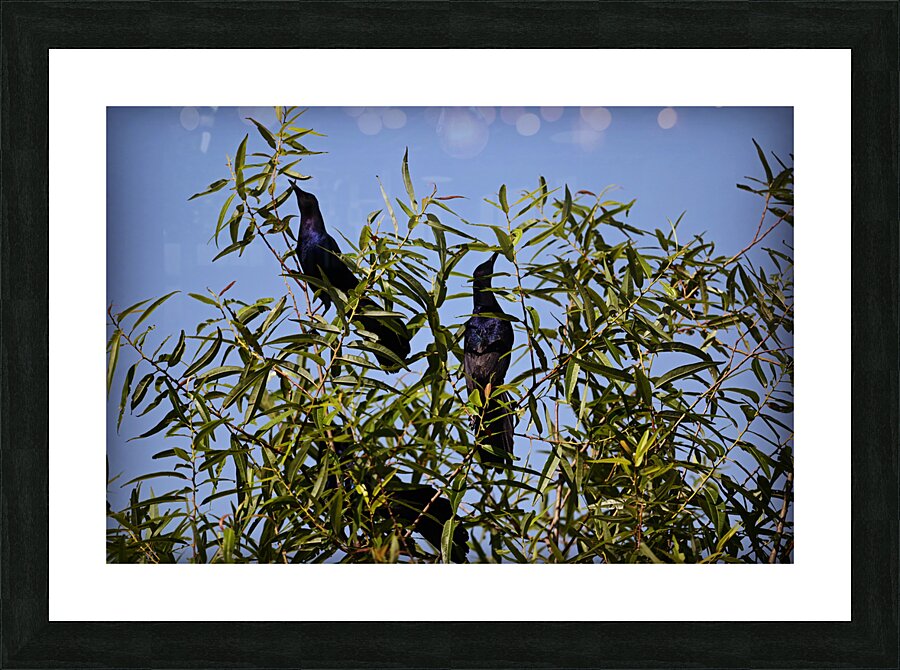 Grackles Picture Frame print