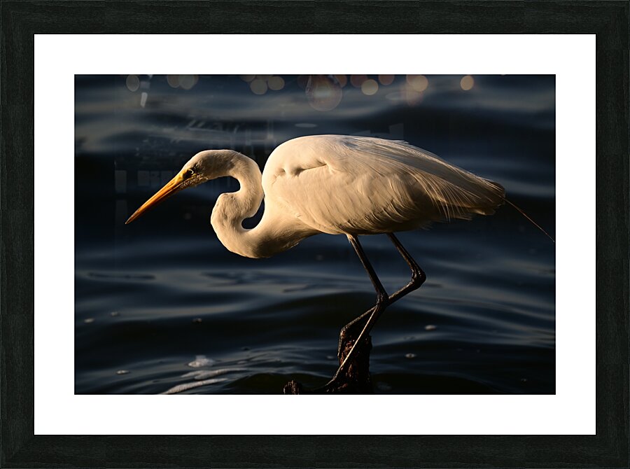 White Heron Picture Frame print