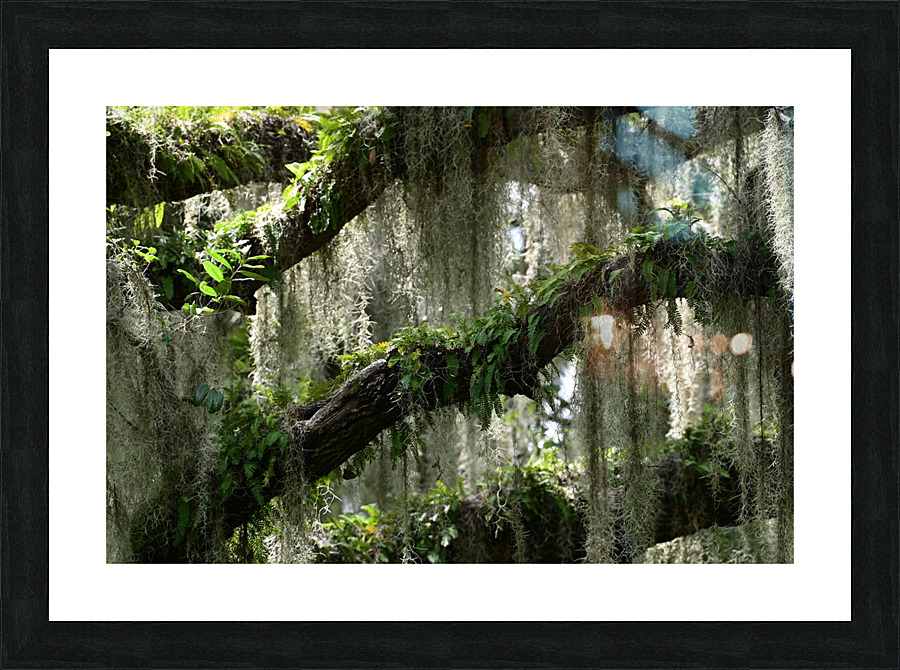 treefern Picture Frame print