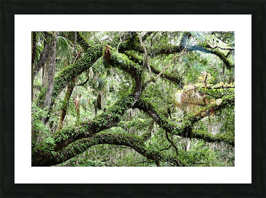 Live Oak Picture Frame print