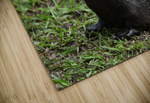 otter2428 Georgia Pavilonyte Trivett puzzle
