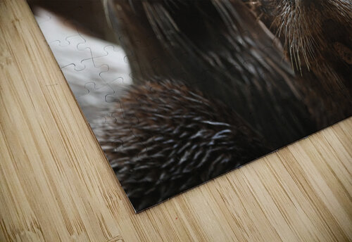 otters Georgia Pavilonyte Trivett puzzle