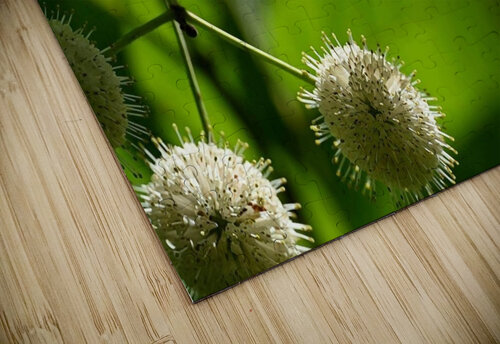 ButterflyButtonBush1 Georgia Pavilonyte Trivett puzzle