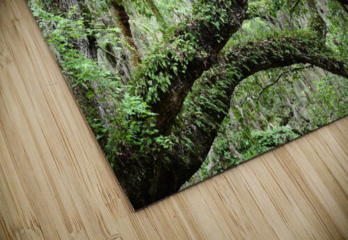 Live Oak Georgia Pavilonyte Trivett puzzle
