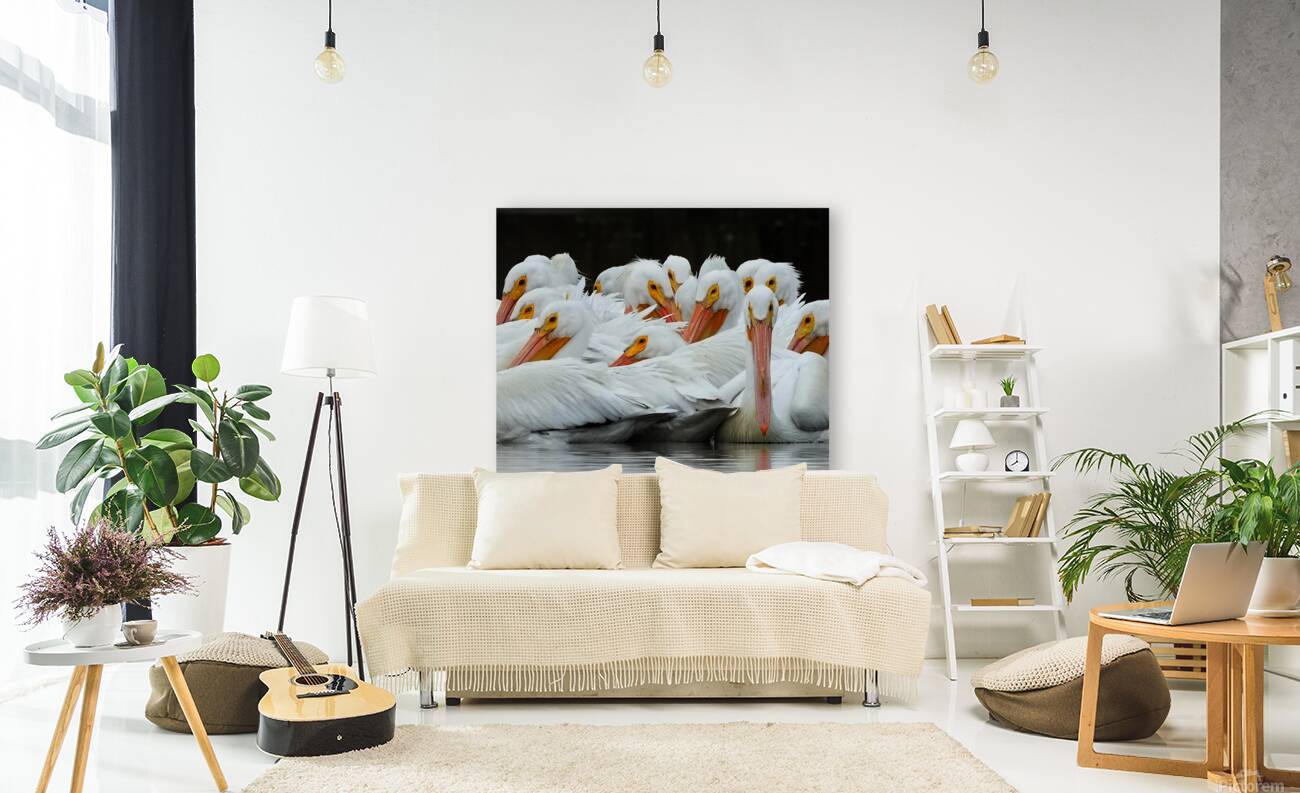 pelicans closeup Reproduction