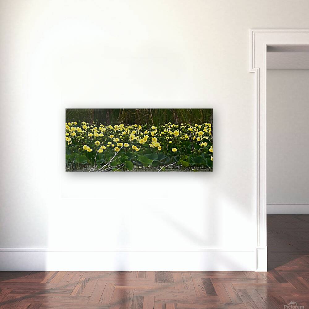 Yellow Flowers Reproduction