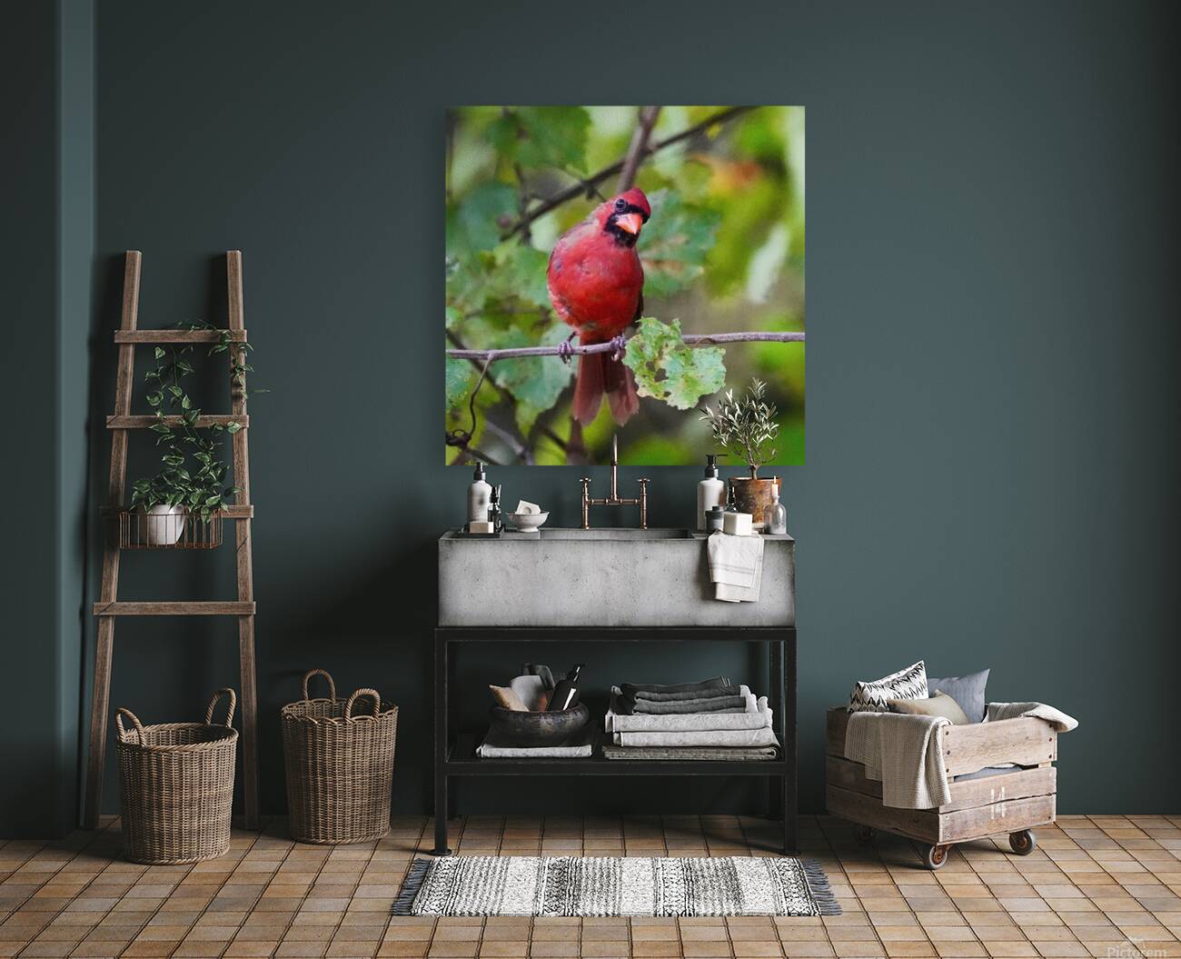 Red Cardinal Reproduction