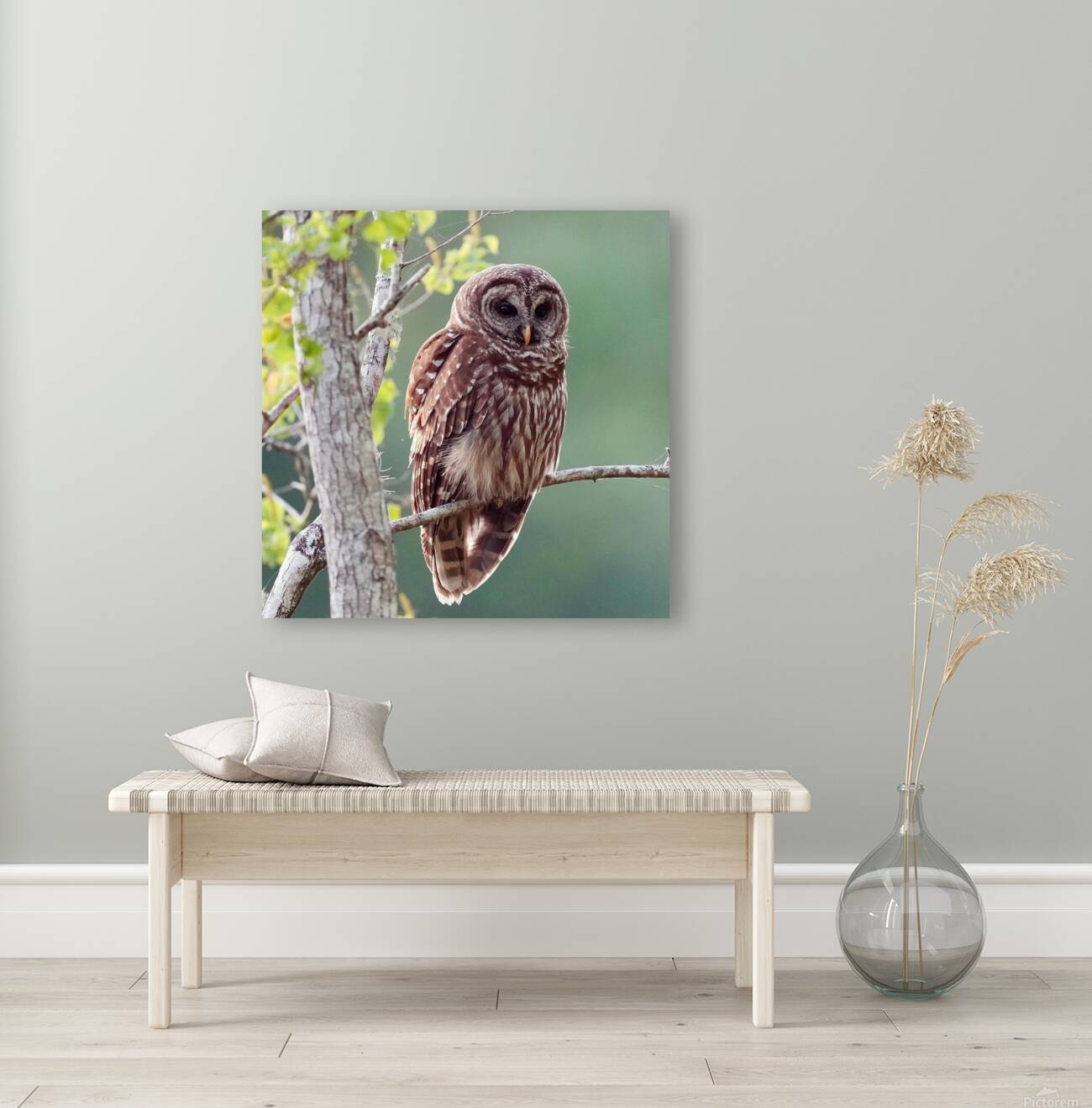 Barred Owl Reproduction