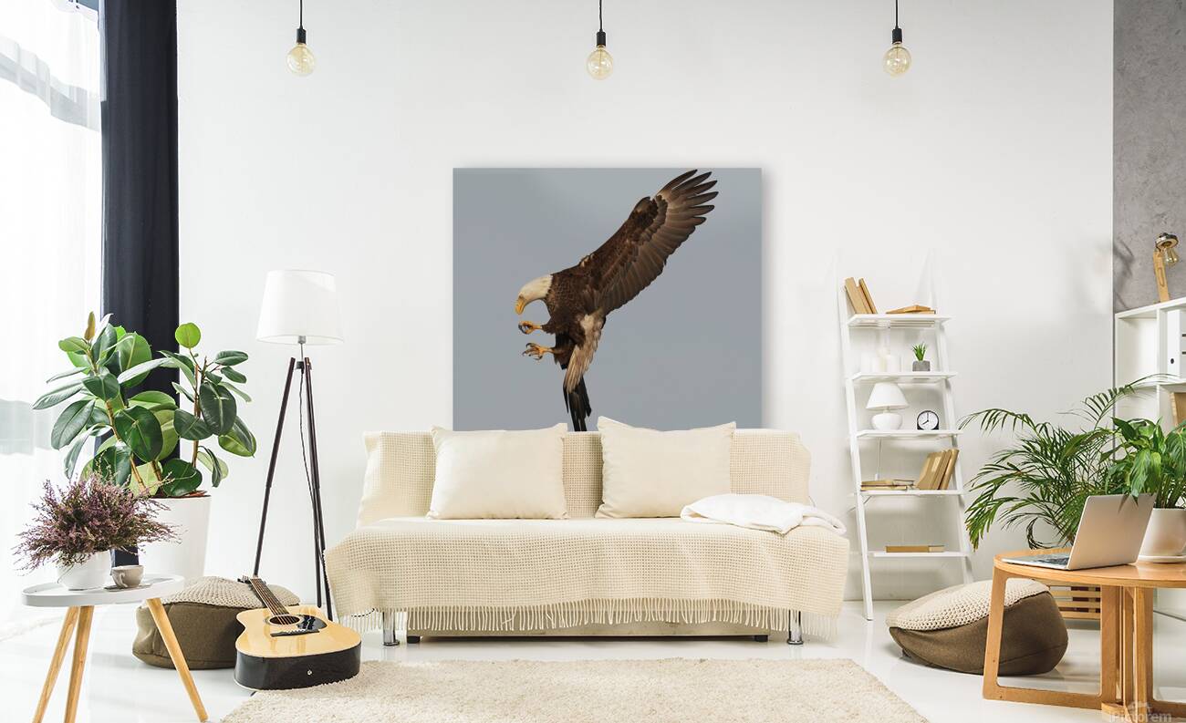 Bald Eagle  Reproduction