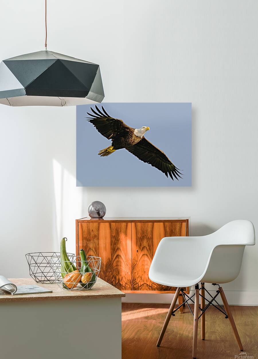 Bald Eagle Flight Reproduction